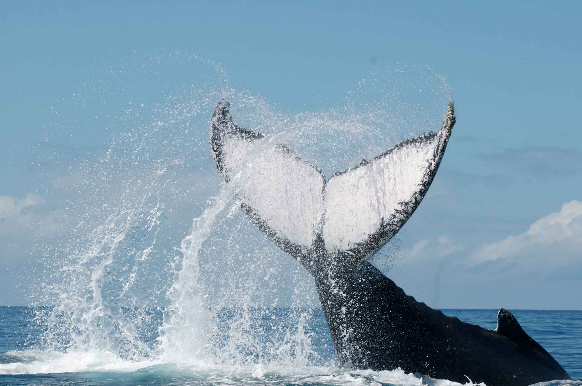 Cétamada---🐳-Journée-Internationale-de-la-baleine-
